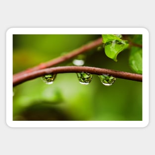 Rain droplets on the branch with green background Sticker